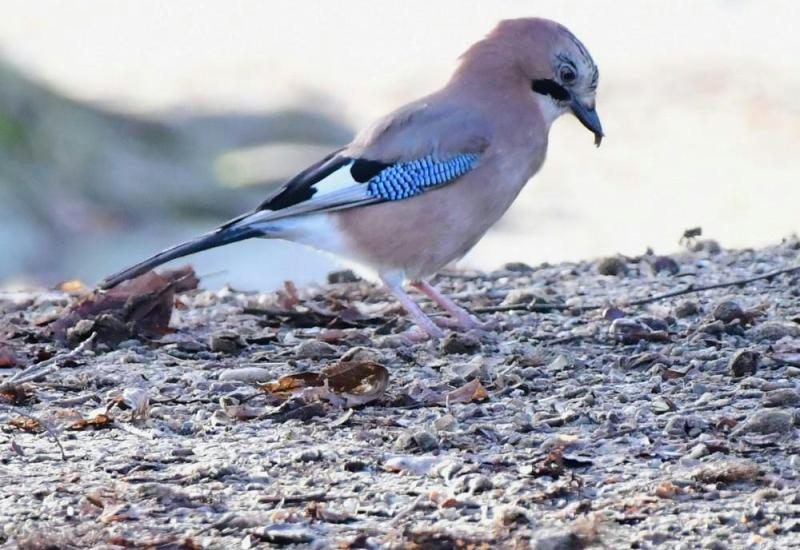 Vogelwandeling op de Thaborberg © Rony Van Hout