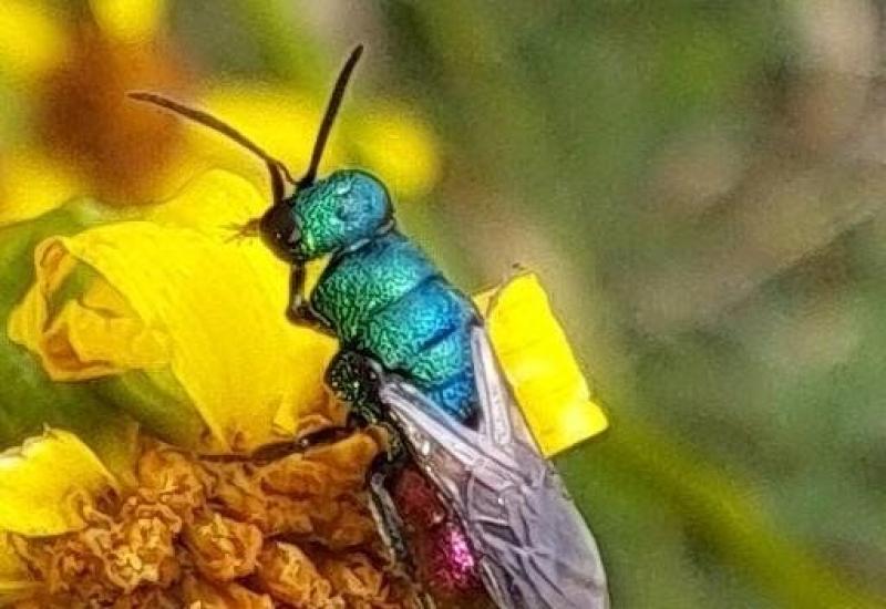 Zomerwandeling in de Zibbeekvallei - Inventarisatie insecten © Natuurpunt